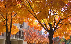 University of Maryland Baltimore County